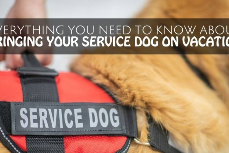 close-up view of dog wearing a service dog vest