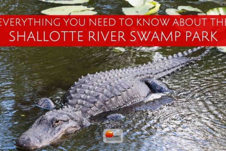 alligator in a swamp
