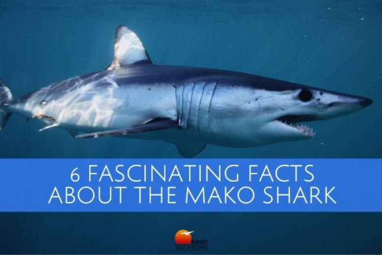 mako shark