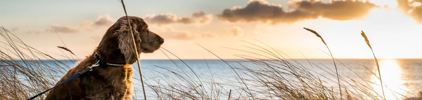 dog on beach