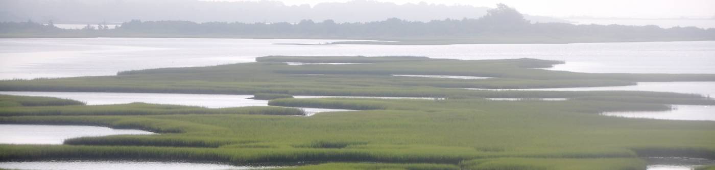 marshland