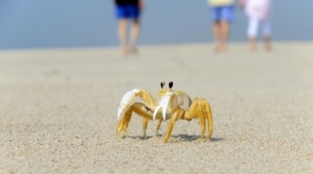 Ghost Crabs | Sunset Vacations