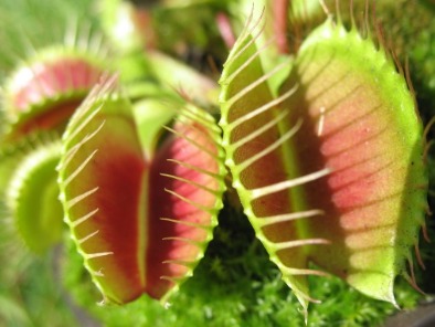 Venus Fly Trap | Sunset Vacations