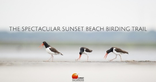 Sunset Beach Birding Trail