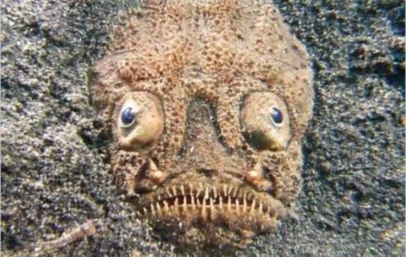 Crazy, Creepy Creatures of the Atlantic That Will Delight Your Kids