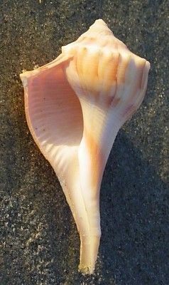 Knobbed Whelk