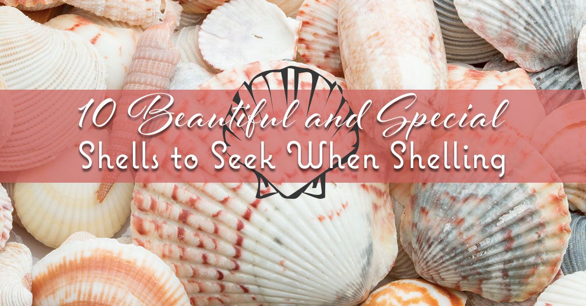 10 Beautiful and Special Shells to Seek When Shelling