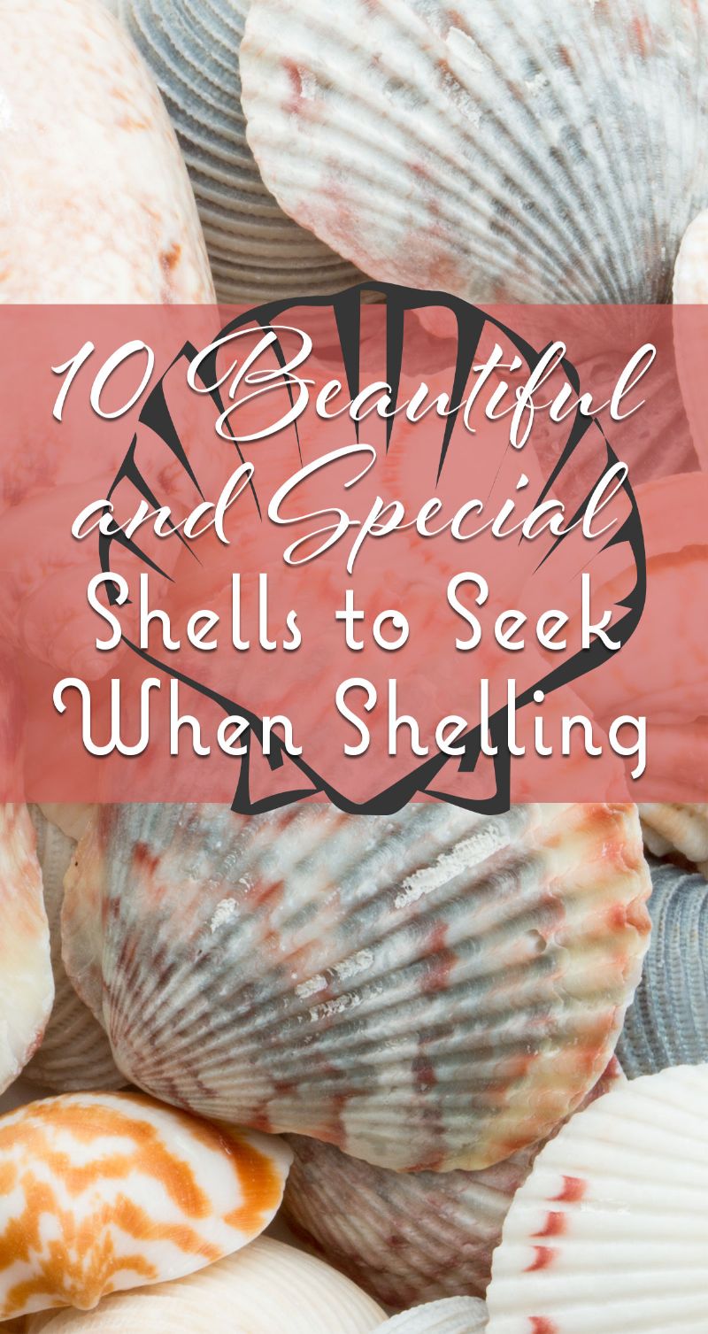 10 Beautiful and Special Shells to Seek When Shelling Pin