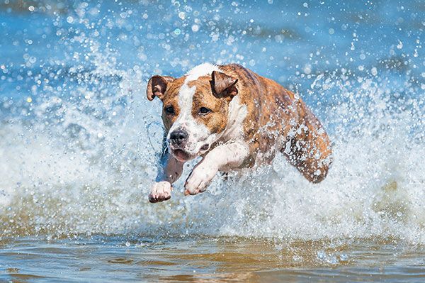 Splashing Puppy