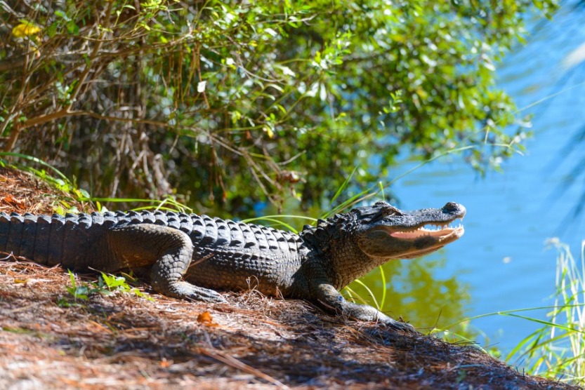 Have an Adventure Day Trip from Sunset Beach to North Myrtle Beach  | Sunset Vacations