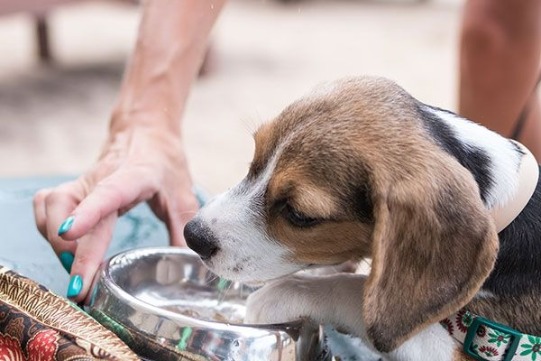 Dog drinking water | Sunset Vacations