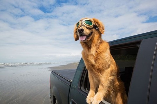 Dog hanging out of car | Sunset Vacations