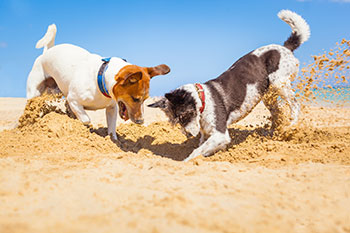Dogs at the beach digging in sand