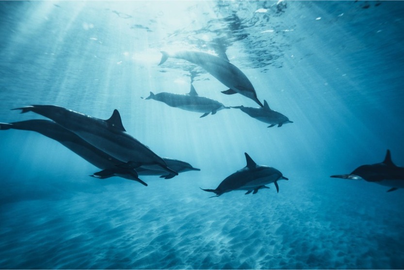 7 Interesting Facts About Dolphins You May Not Know | Sunset Vacations