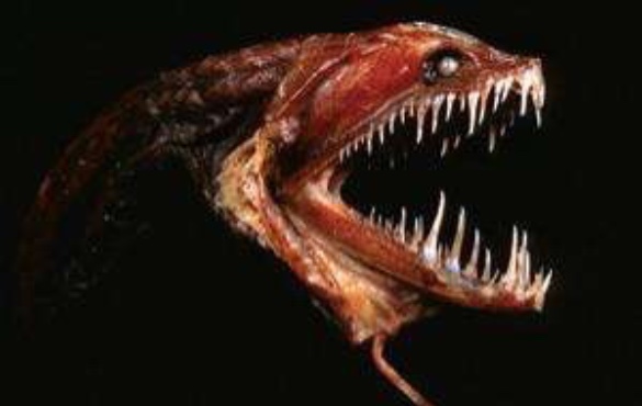 Deep Sea Dragonfish | Sunset Vacations