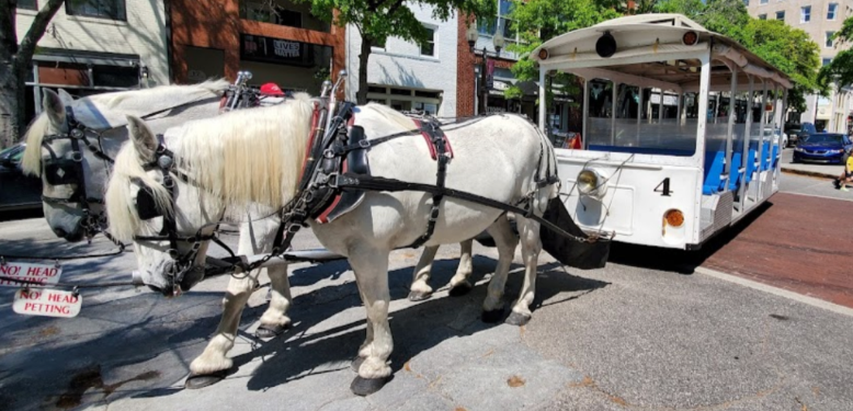 Horse Drawn Carriage Tour | Sunset Vacations