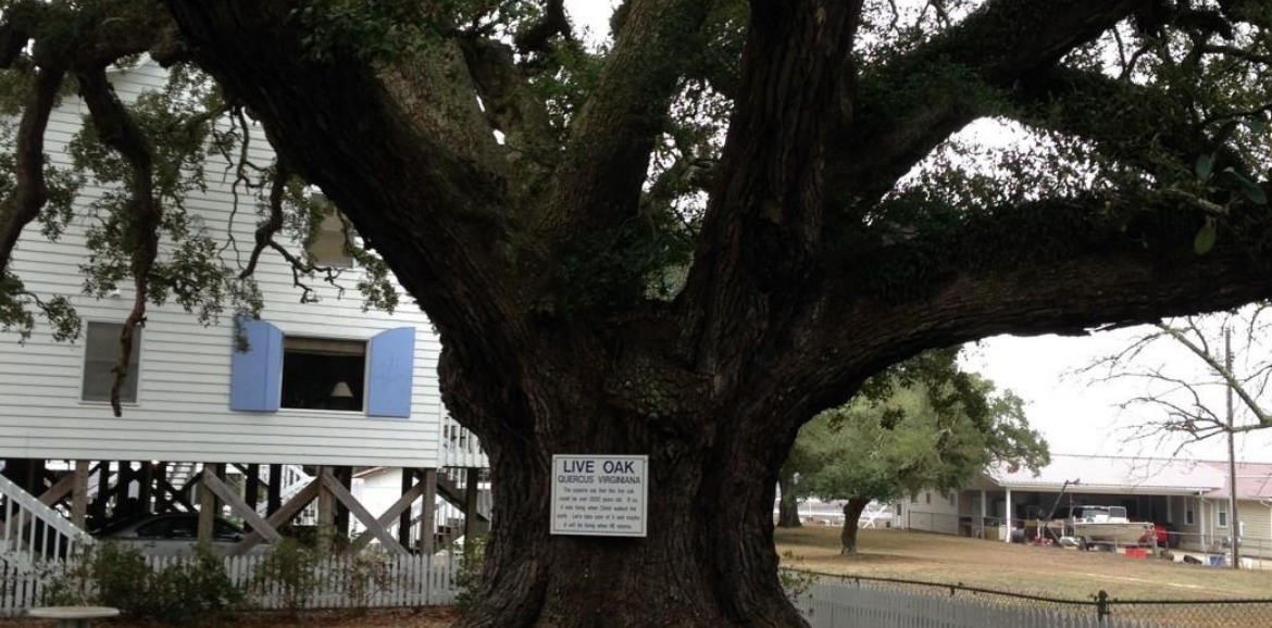 The Dreaming Tree North Carolina | Sunset Vacations