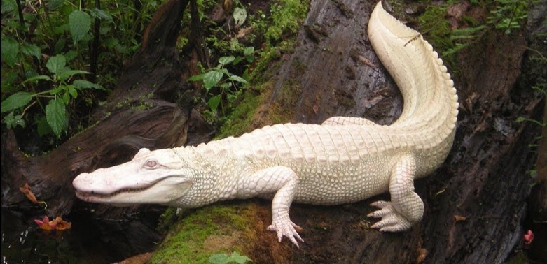 Luna the Albino Alligator | Sunset Vacations