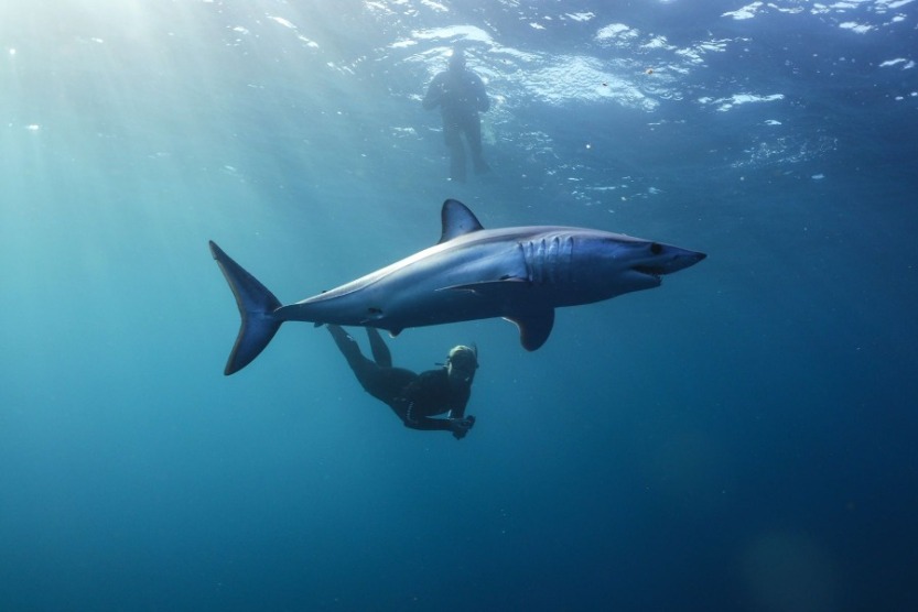 6 Fascinating Facts About the Mako Shark | Sunset Vacations