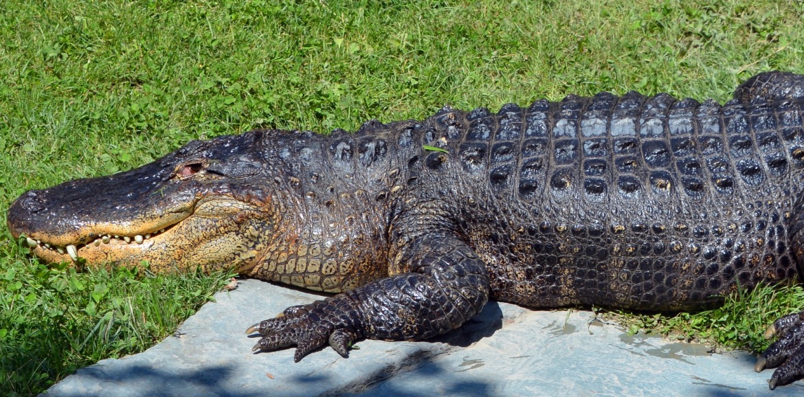 alligator in grass | Sunset Vacations