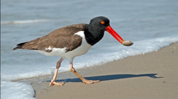 American Oystercatcher | Sunset Vacations