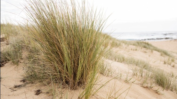 Beach Grass | Sunset Vacations