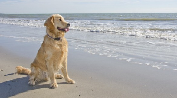 dog on the beach | Sunset Vacations