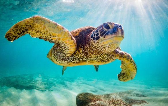 sea turtle swimming in the ocean | Sunset Vacations