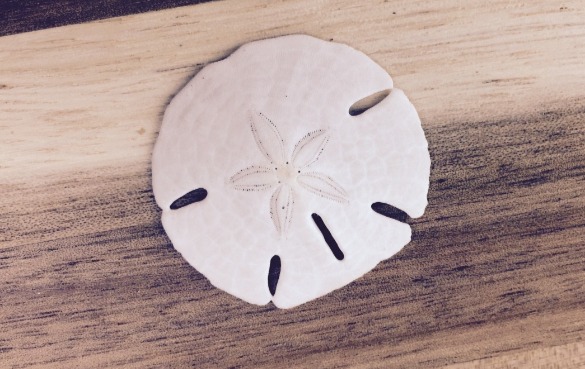 sand dollar | Sunset Vacations