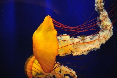 Learn About 4 Jellyfish You Might See at the Beach and How to Be Safe | Sunset Vacations