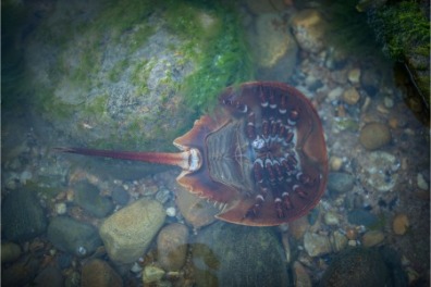 6 Cool Crabs You Can Find on Sunset Beach, NC | Sunset Vacations