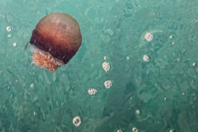 Learn About 4 Jellyfish You Might See at the Beach and How to Be Safe | Sunset Vacations