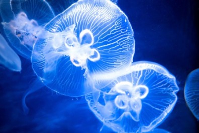 Learn About 4 Jellyfish You Might See at the Beach and How to Be Safe | Sunset Vacations