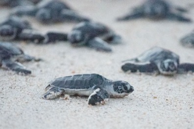 5 Lesser-Known Fascinating Facts About Sea Turtles and How to Help Them | Sunset Vacations