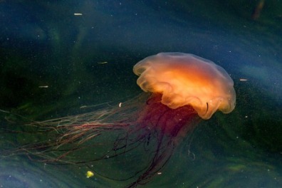 Learn About 4 Jellyfish You Might See at the Beach and How to Be Safe | Sunset Vacations