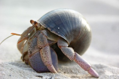 6 Cool Crabs You Can Find on Sunset Beach, NC | Sunset Vacations