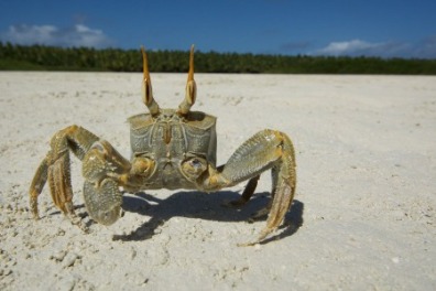 6 Cool Crabs You Can Find on Sunset Beach, NC | Sunset Vacations