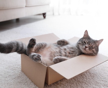 Cat in a box | Sunset Vacations