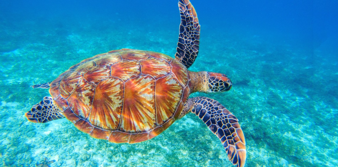 sea turtle swimming in the ocean | Sunset Vacations