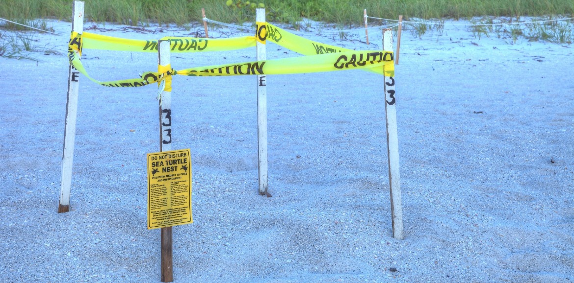 sea turtle nest marked off on the beach | Sunset Vacations