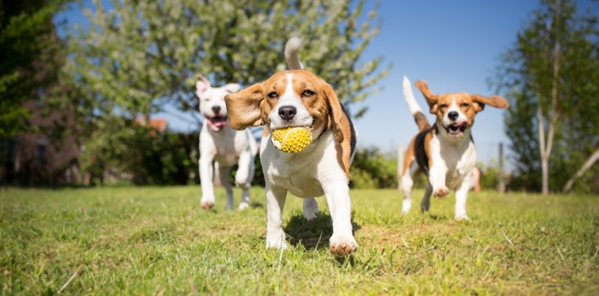 dogs playing at dog park | Sunset Vacations