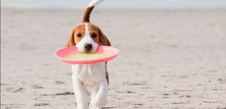 Frisbee on the beach | Sunset Vacations
