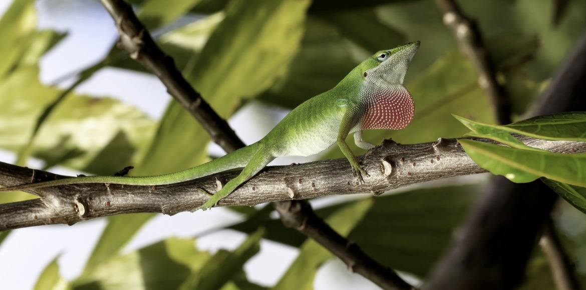 Green Anole | Sunset Vacations