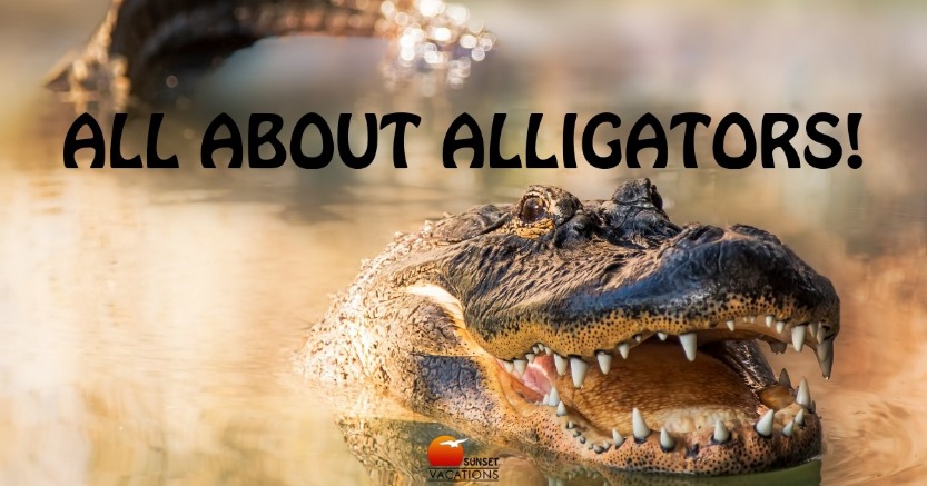 All About Alligators | Sunset Vacations