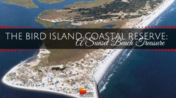 Day Trip to Bird Island | Sunset Vacations