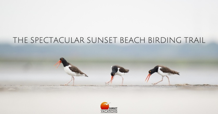 The Spectacular Sunset Beach Birding Trail