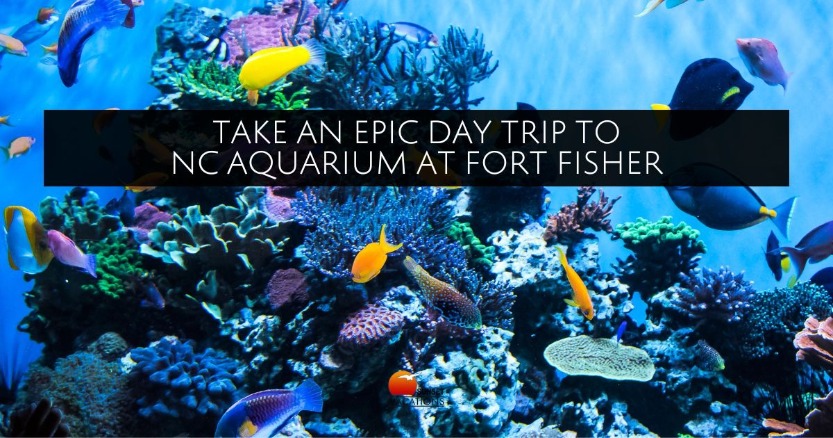 Take an Epic Day Trip to NC Aquarium at Fort Fisher | Sunset Vacations