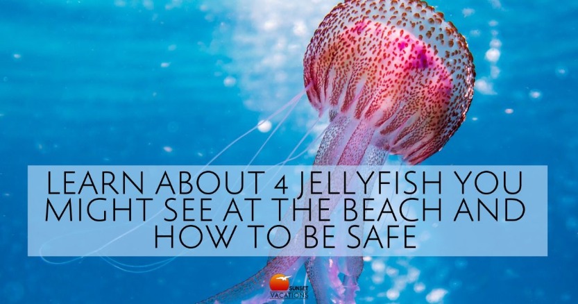 Learn About 4 Jellyfish You Might See at the Beach and How to Be Safe | Sunset Vacations