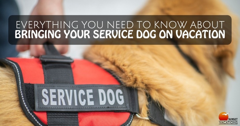 Everything You Need to Know About Bringing Your Service Dog on Vacation