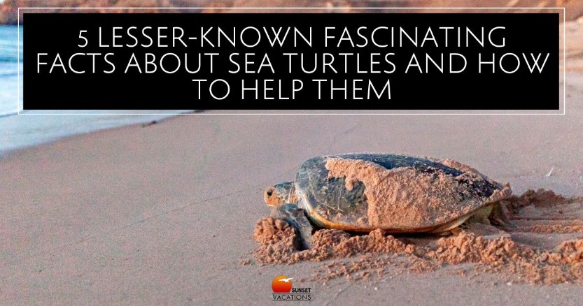 5 Lesser-Known Fascinating Facts About Sea Turtles and How to Help Them | Sunset Vacations